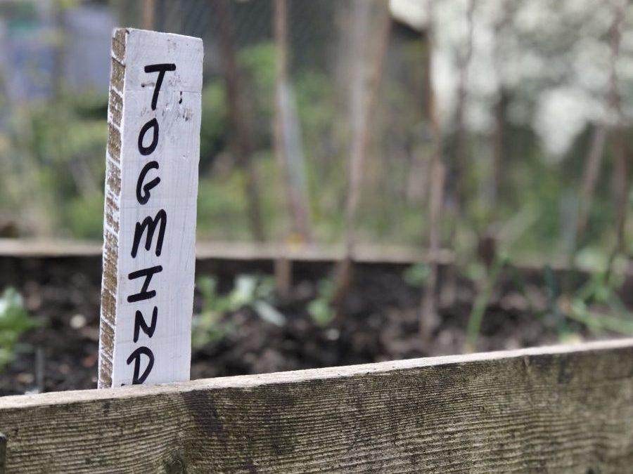 A wooden plant bed with a white sign saying TOG Mind sticking out of the soil
