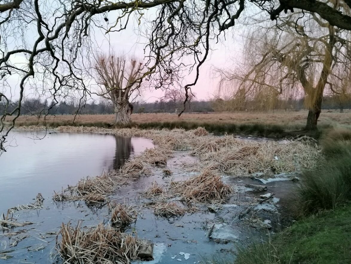 A frozen pond with bare trees dotted around and a faint sunrise in the background